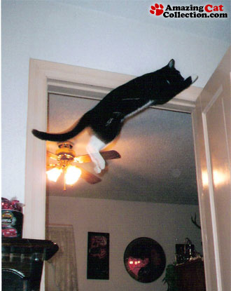 acrobatcat