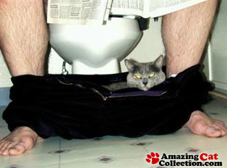 bathroomcat