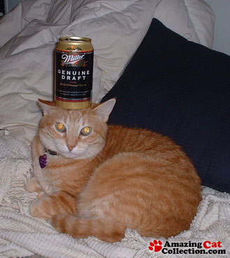 beercat