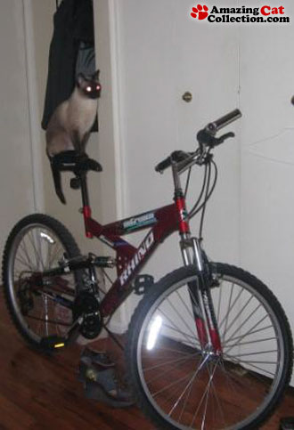 bicyclecat