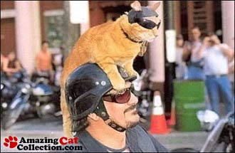 bikercat