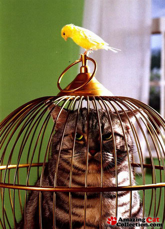 birdcagecat
