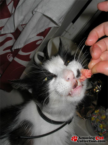 carnivore-cat