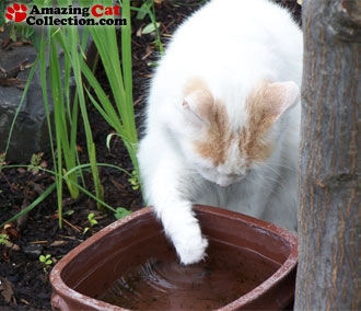 cat-bath