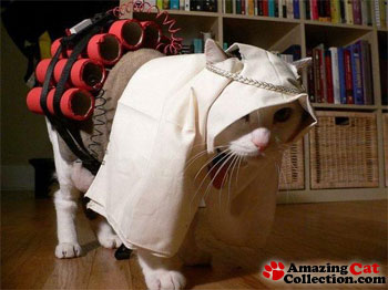 cat-costume.jpg