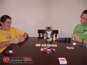 Cats Poker