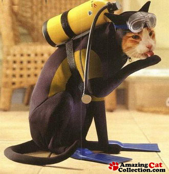 catdiver