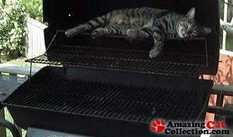 catgrill