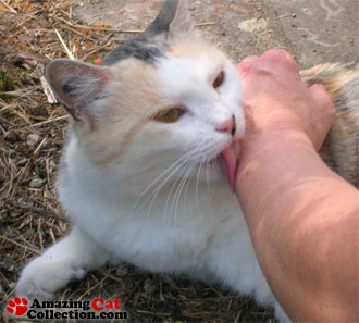 catlick