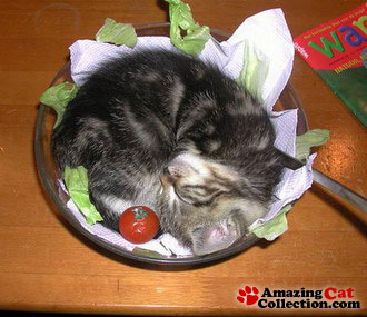 catsalad