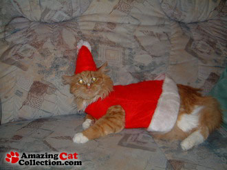 christmascat
