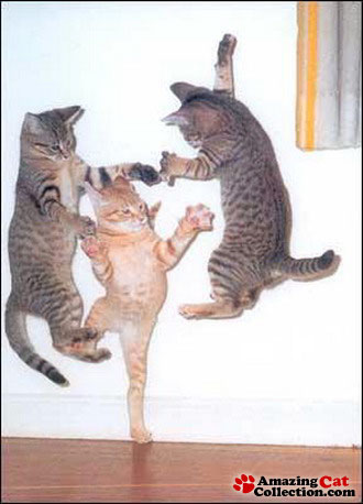 dancingcats