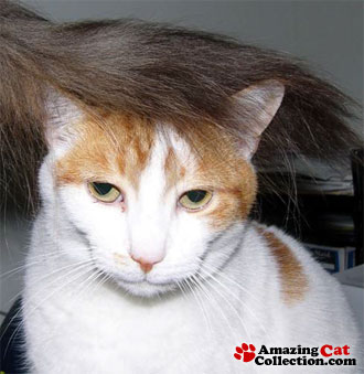 donaldtrumpcat