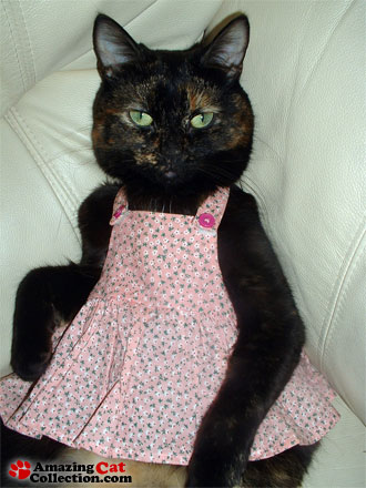 dressycat