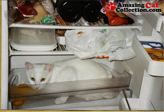 freezer-fresh-feline