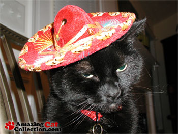 Cat In Sombrero