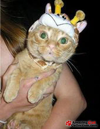 Cat In Melon Hat. cat in hat images. giraffe-hat-cat