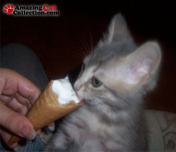 ice-cream-cutie