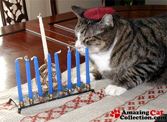 jewish-cat