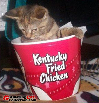 kentucky-fried-cat