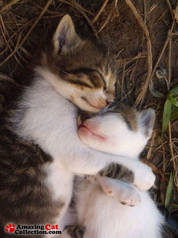 kitten-huggers