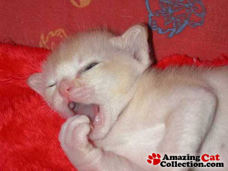 kittenyawn