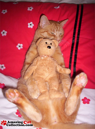 kittyteddy