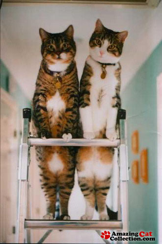 laddercats