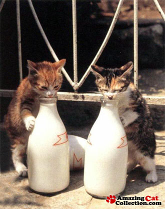 milkmates