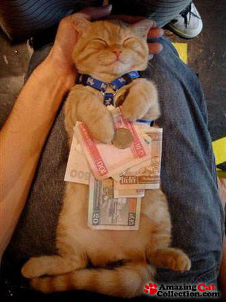 moneycat