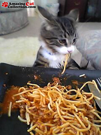 noodlemuncher