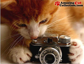 photographercat