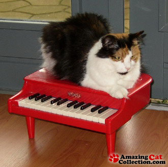 pianistcat