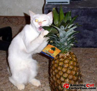 pineapplefiend