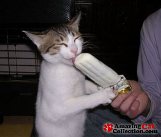 popsiclecat