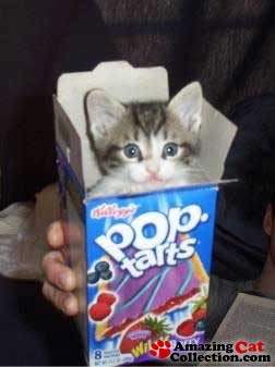 poptartcat