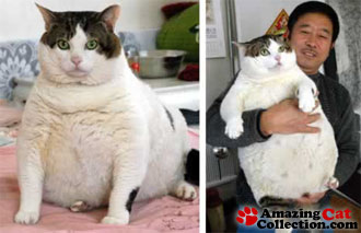 pudgycat