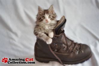 pussboot2