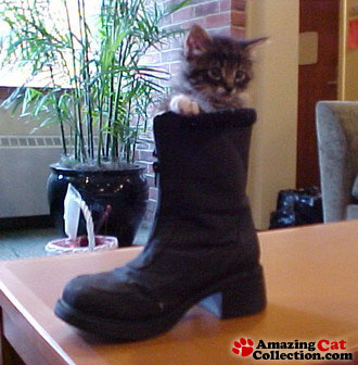 pussinboot