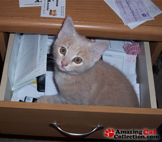 secretarykitten