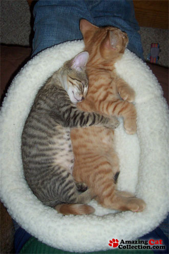 spooning-kittens