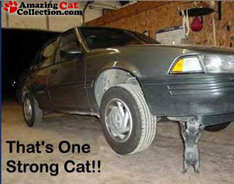 strongcat