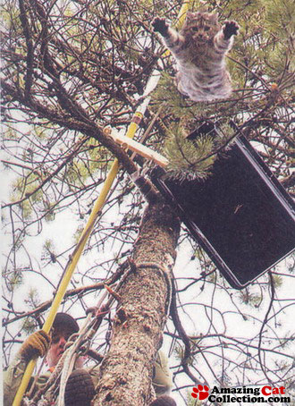 treerescuecat