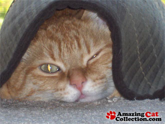 tunnelofcat