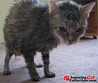 wet-and-angry-cat