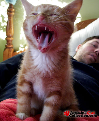 yawn-attack